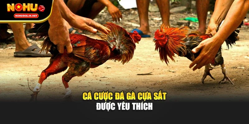 Cá cược đá gà cựa sắt được yêu thích