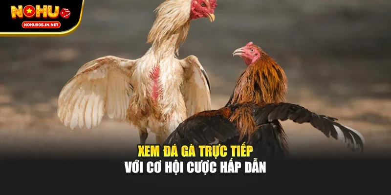 Xem đá gà trực tiếp với cơ hội cược hấp dẫn